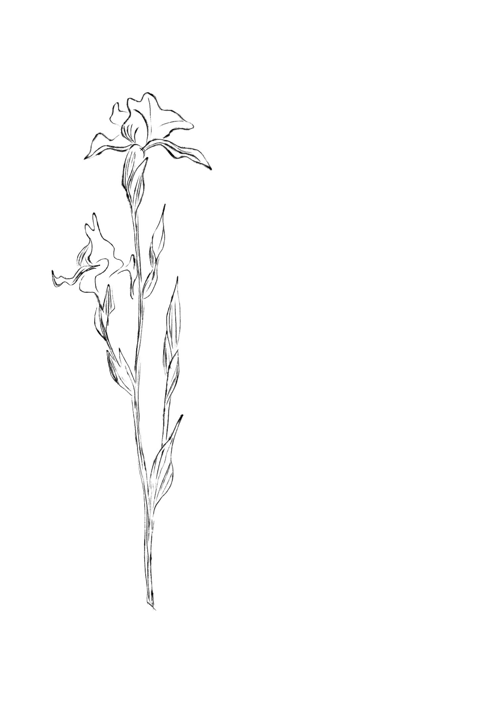Monochrome Irises