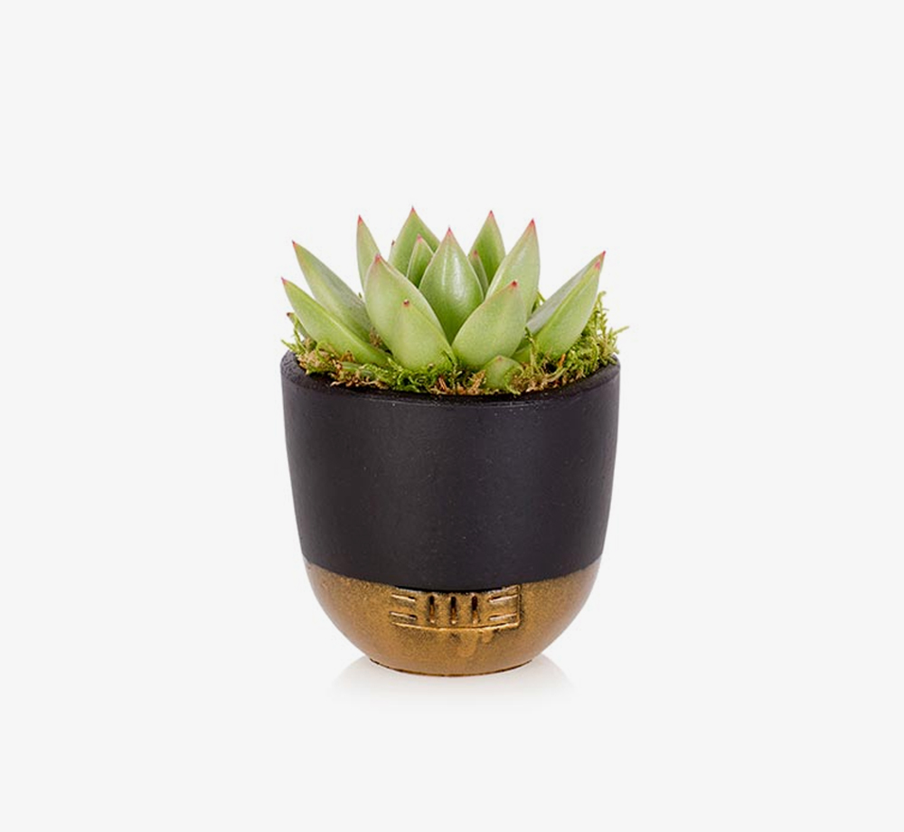 Mini Miranda Succulent with Pot by The Little BotanicalHome| Bookblock