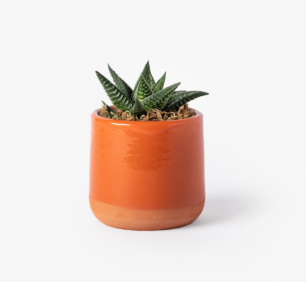 Haworthia Succulent in Orange Glazed Pot by BookblockCorporate Gifts| Bookblock