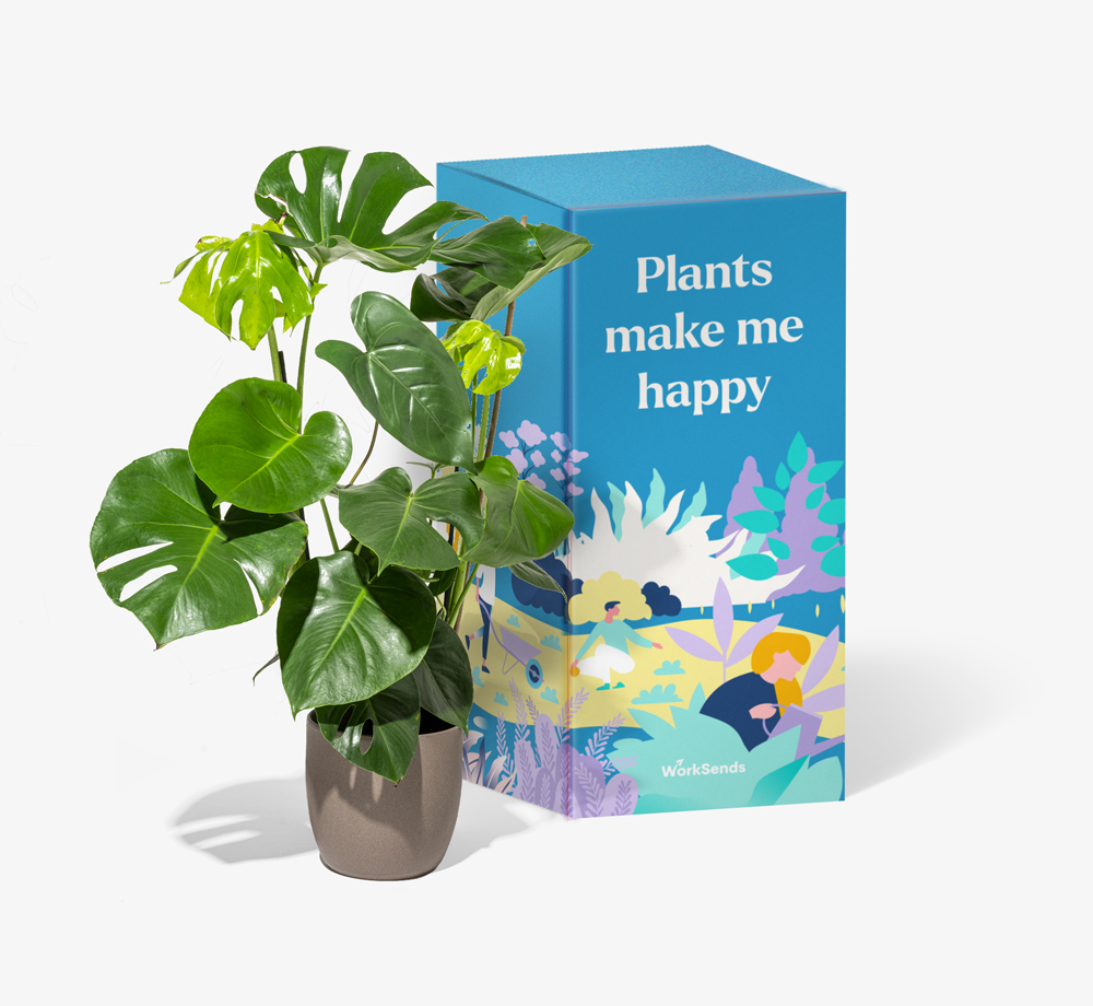Monstera Deliciosa Plant by Order – April 24, 2022 @ 09:38 PMCorporate Gifts| Bookblock
